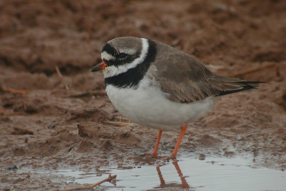 Common Ringed Plover - ML212897561