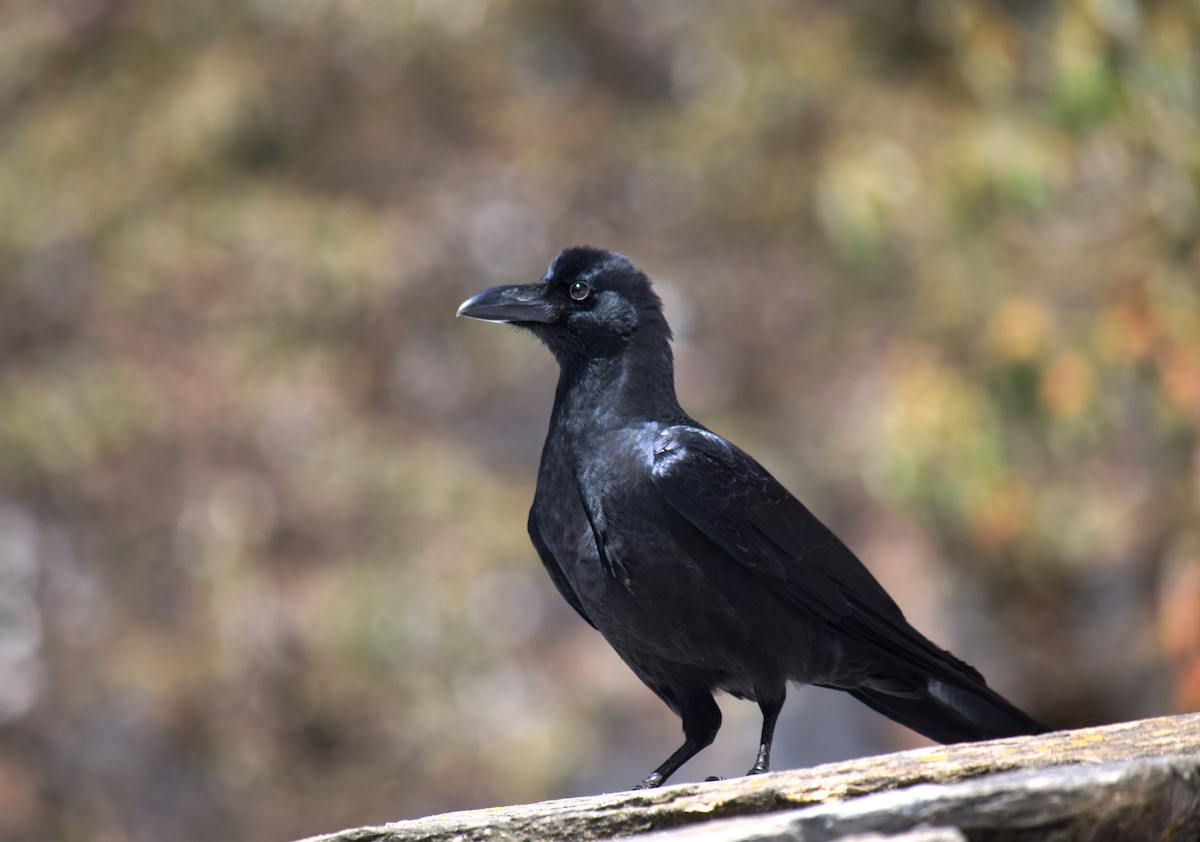 Large-billed Crow - ML212897661