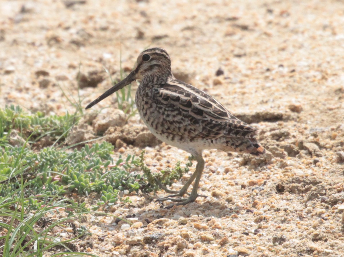 Pin-tailed Snipe - Corey Callaghan