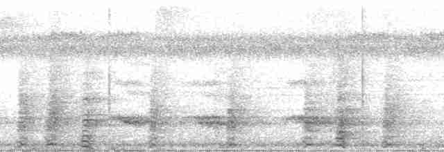 Boz Kanatlı Borazankuşu (crepitans) - ML2129