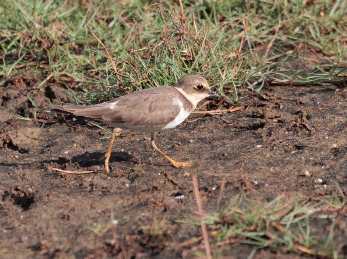 Little Ringed Plover - Corey Callaghan