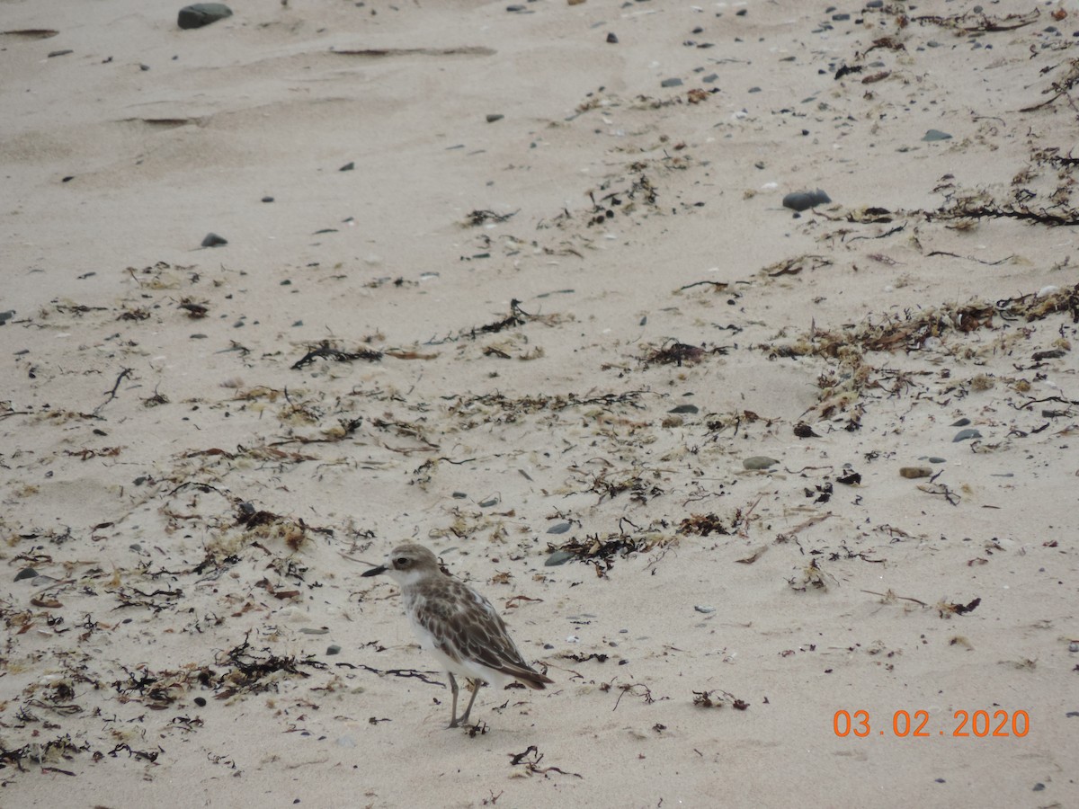 Red-breasted Dotterel - ML212904251
