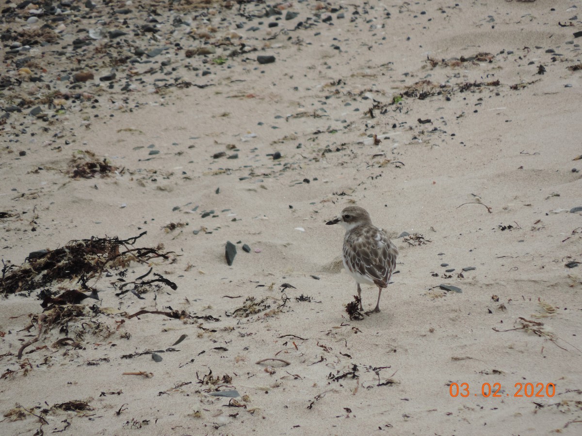 Red-breasted Dotterel - ML212904271