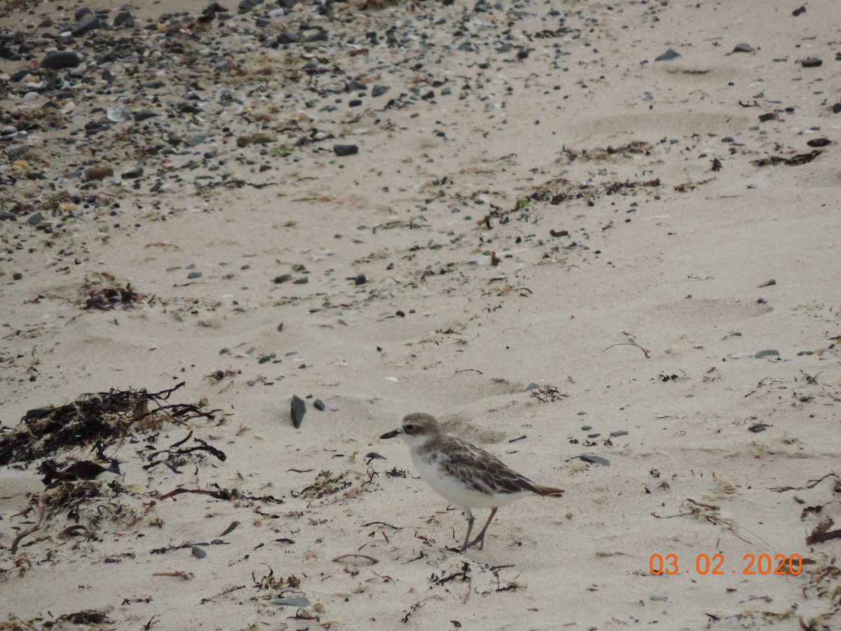 Red-breasted Dotterel - ML212904281