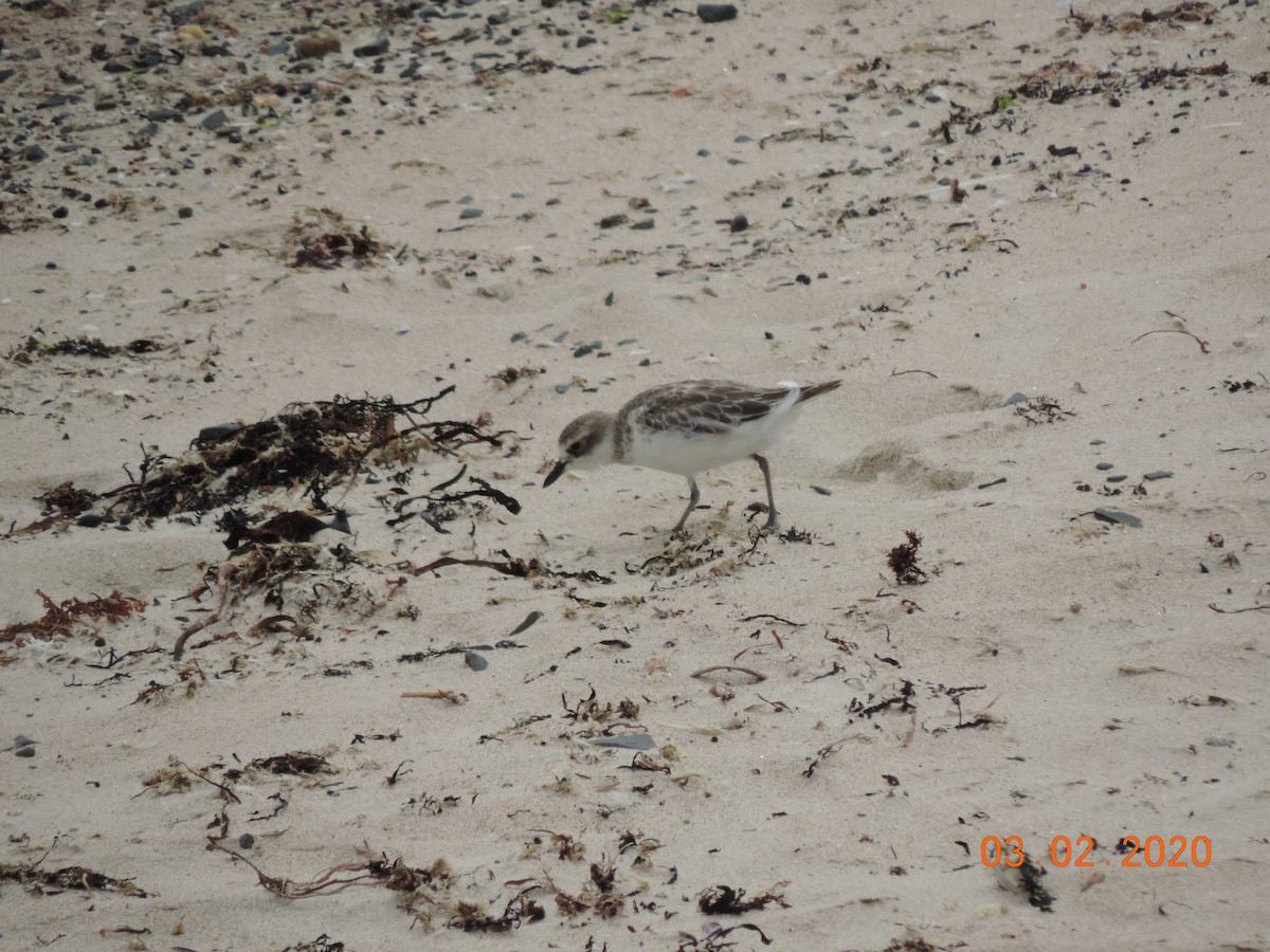 Red-breasted Dotterel - ML212904291