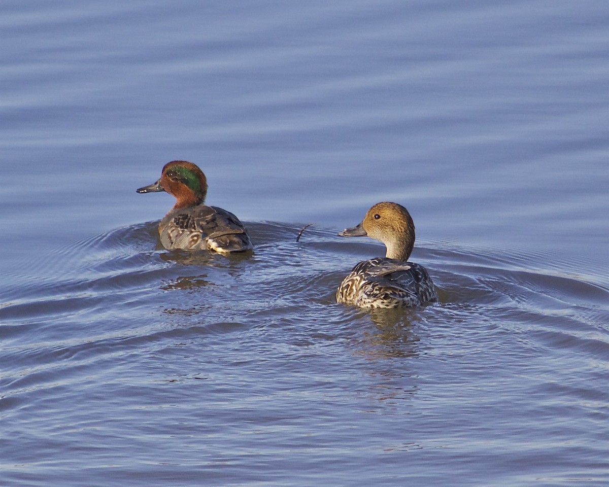 Green-winged Teal - Brian Lowry
