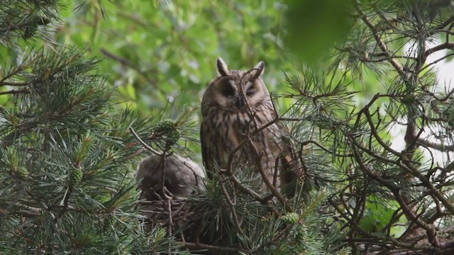 Long-eared Owl - ML212908861