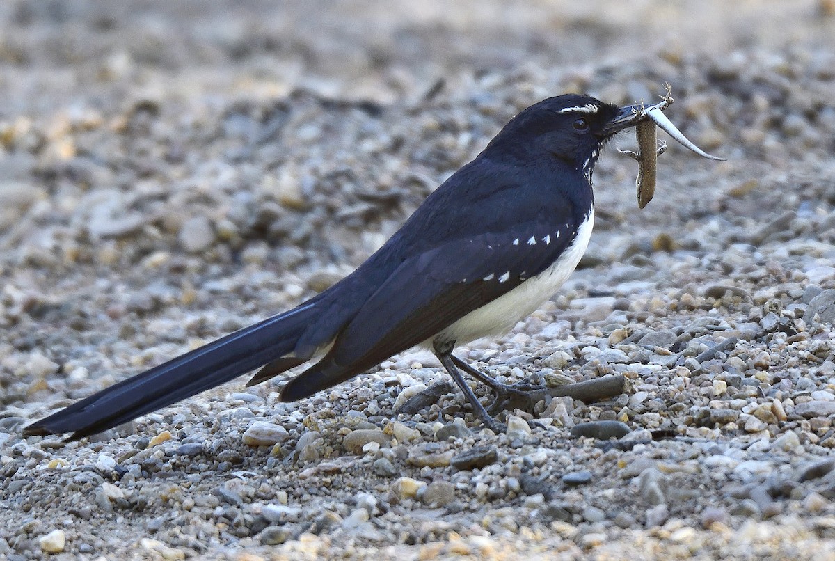 Willie-wagtail - ML212909021