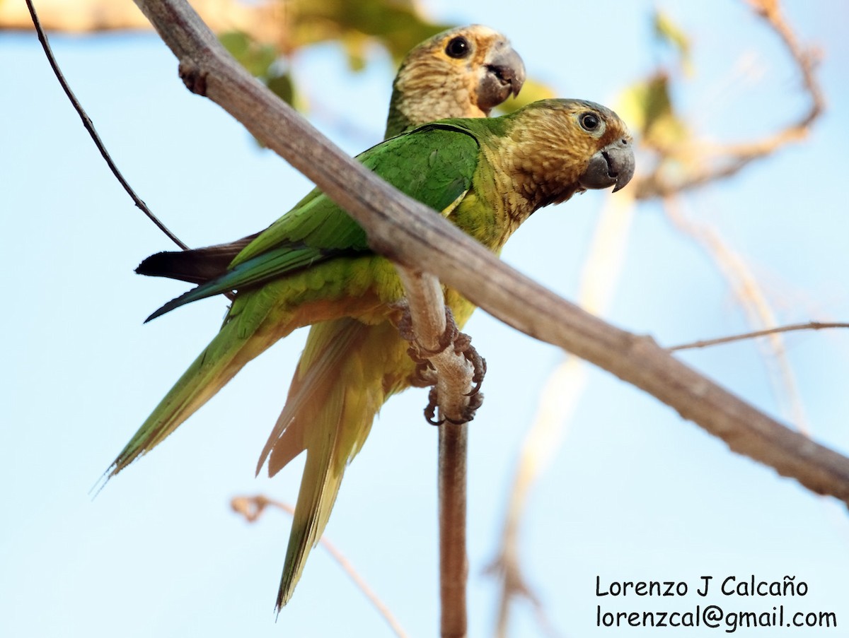 Brown-throated Parakeet - Lorenzo Calcaño