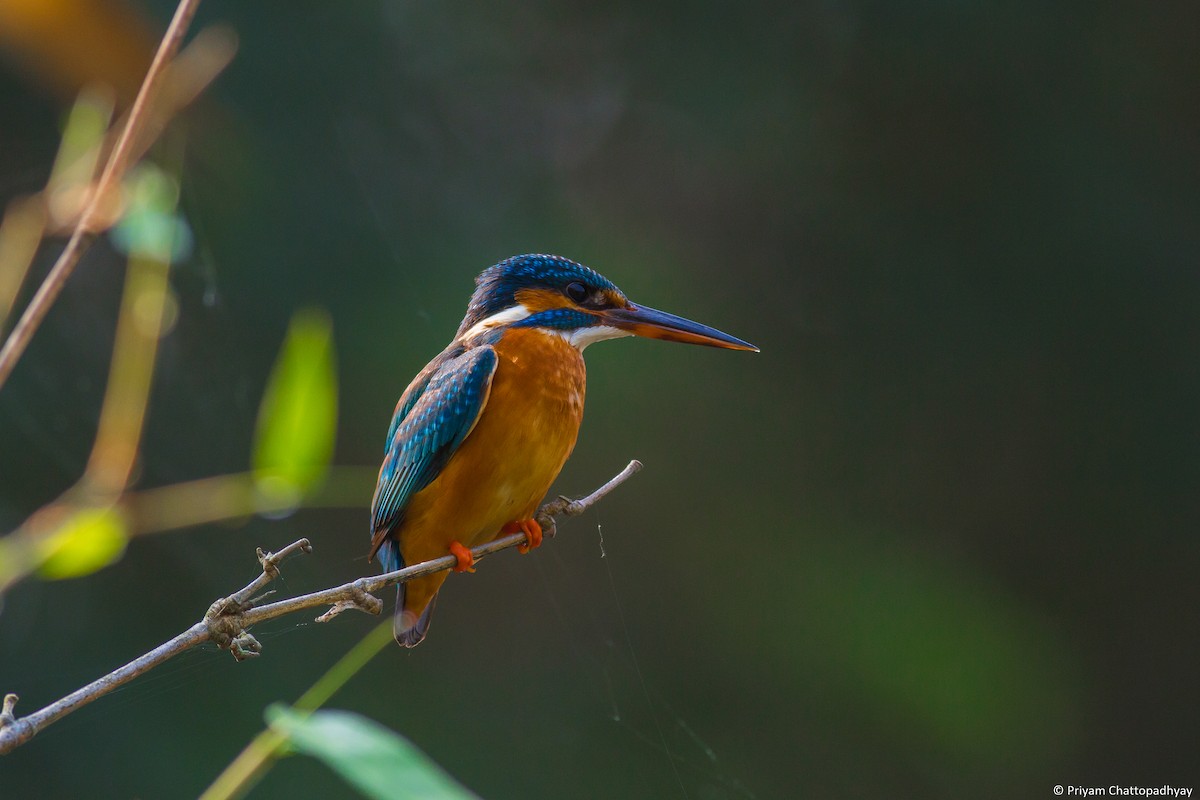 Common Kingfisher - Priyam Chattopadhyay