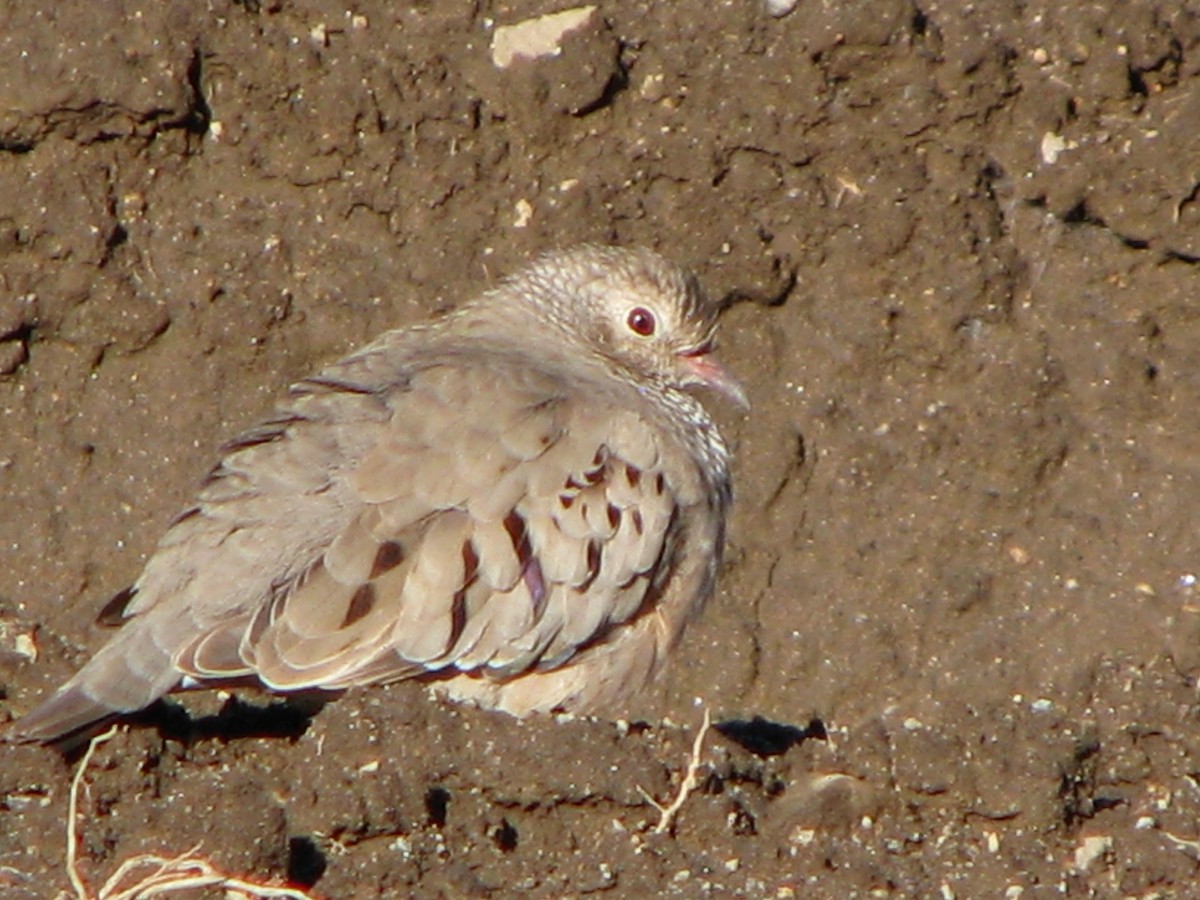 Common Ground Dove - ML21291211