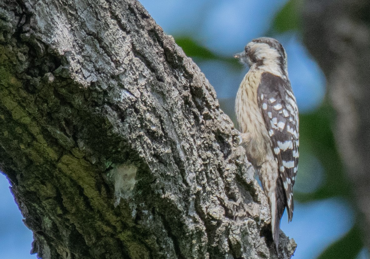 Gray-capped Pygmy Woodpecker - ML212913971