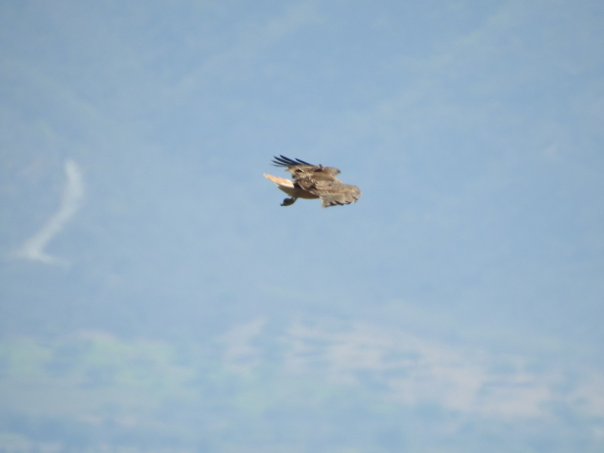 Red-tailed Hawk - Gabriel Cordón