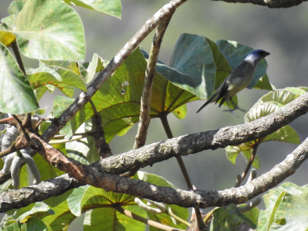 Yellow-winged Tanager - Gabriel Cordón