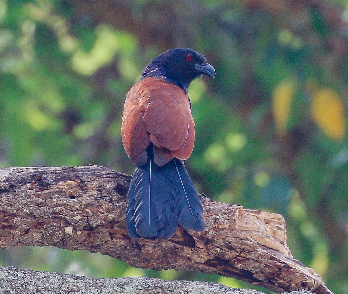 Greater Coucal - ML212926401