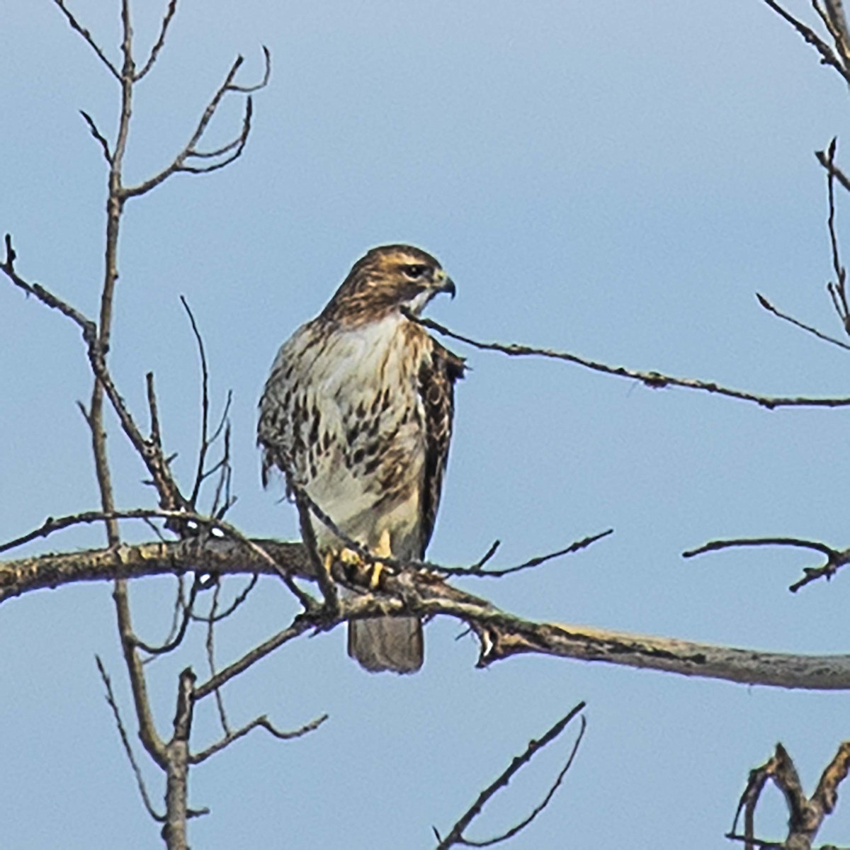 Red-tailed Hawk - ML212926721