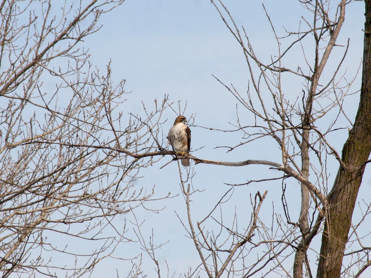 Red-tailed Hawk - Sherry Plessner