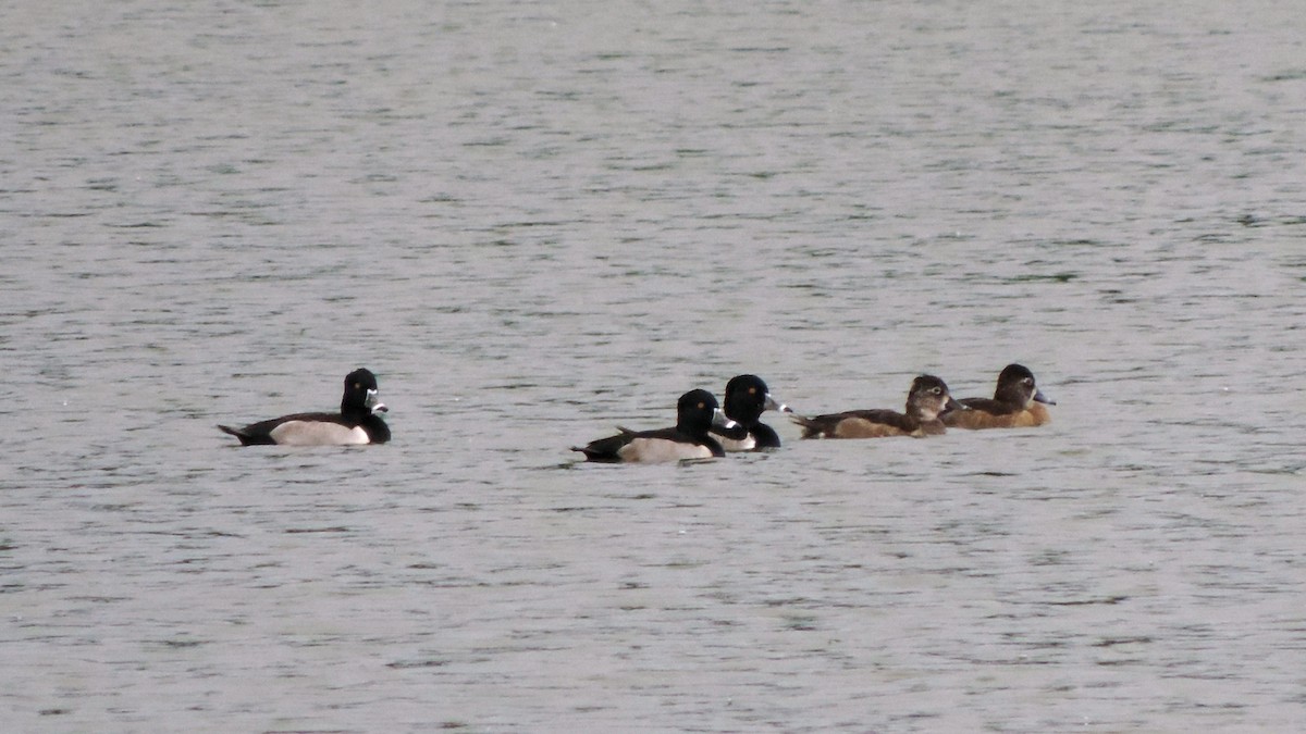 Ring-necked Duck - Isael Mai