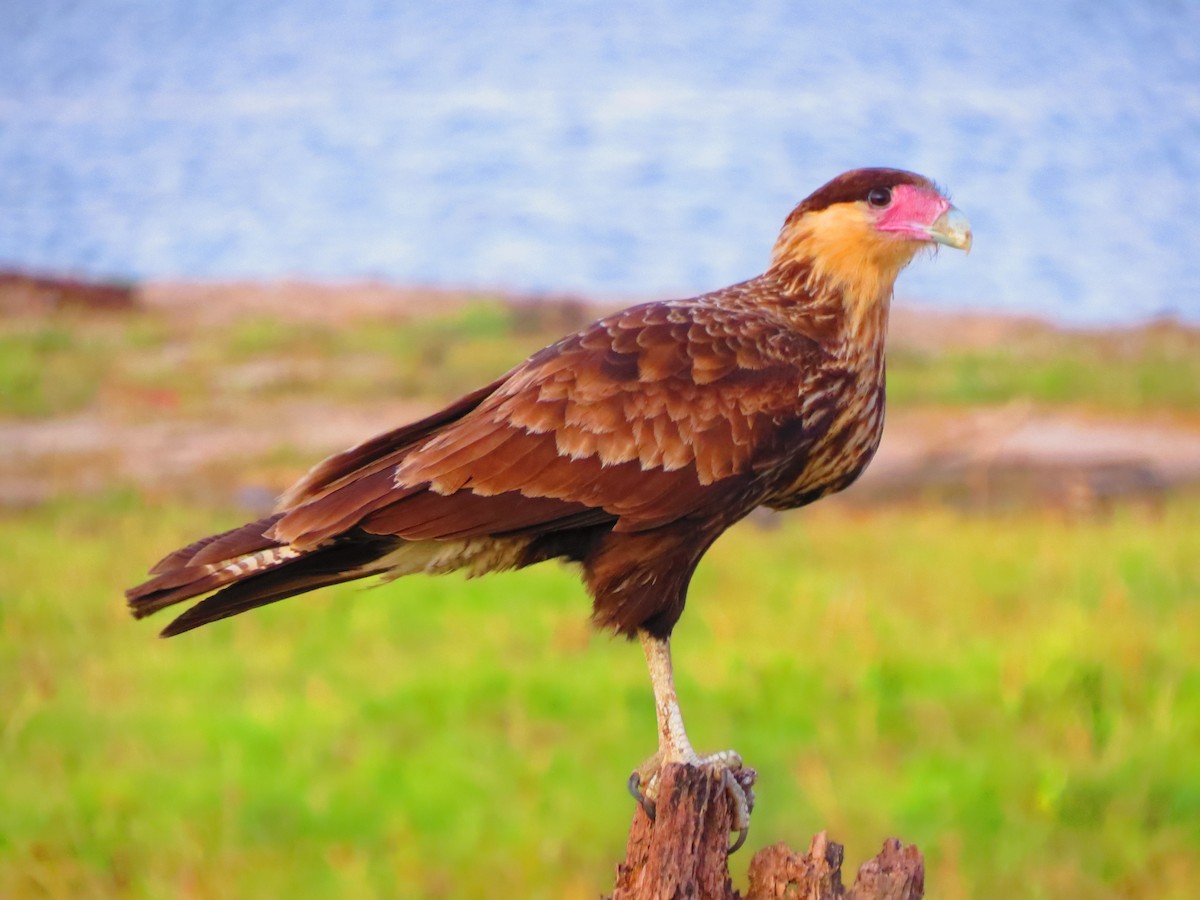 Crested Caracara (Southern) - ML212928111