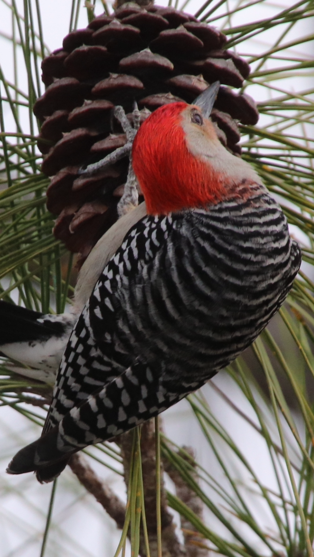 Red-bellied Woodpecker - ML212928181