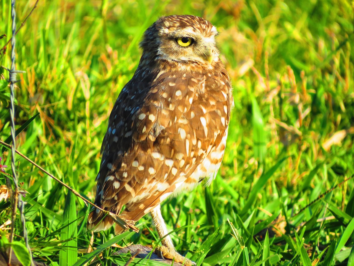 Burrowing Owl - ML212928331