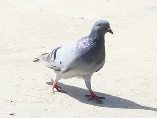 Rock Pigeon (Feral Pigeon), ML212928501