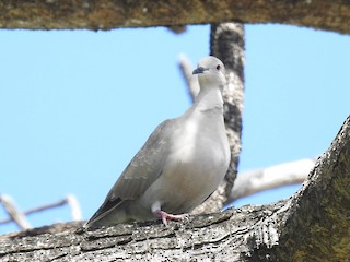 Eurasian Collared-Dove, ML212928691