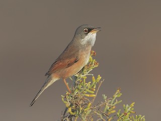  - Spectacled Warbler