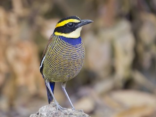  - Javan Banded-Pitta