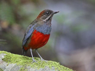 Whiskered Pitta - Erythropitta kochi - Birds of the World