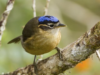  - Blue-capped Ifrita