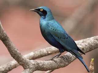  - Greater Blue-eared Starling