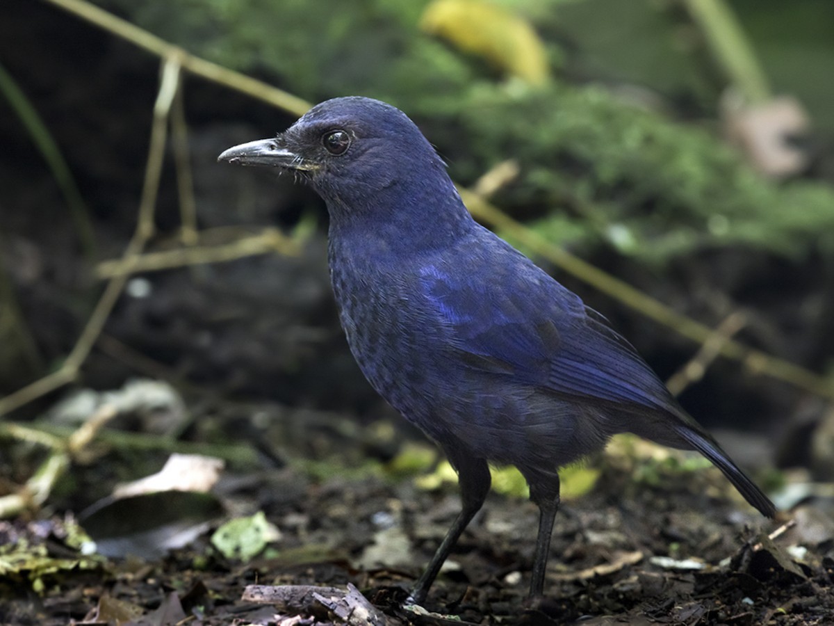 Javan Whistling-Thrush - Myophonus glaucinus - Birds of the World