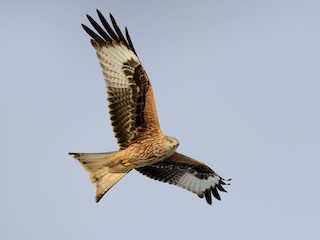  - Red Kite (Red)