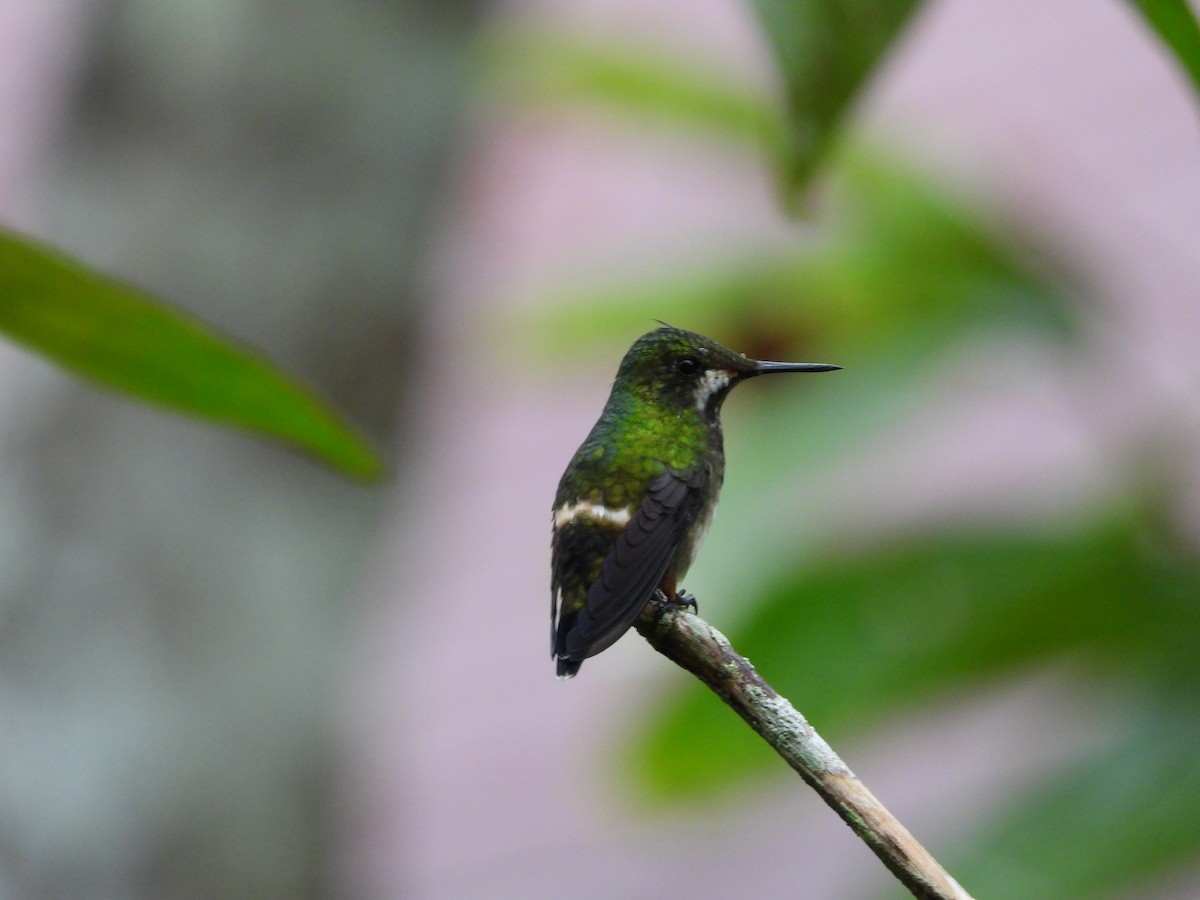 Wire-crested Thorntail - Jorge Galván