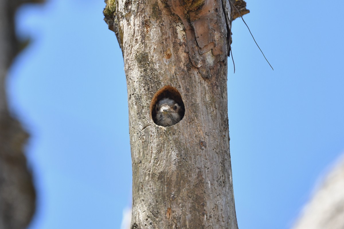 Gray-capped Pygmy Woodpecker - ML212943961