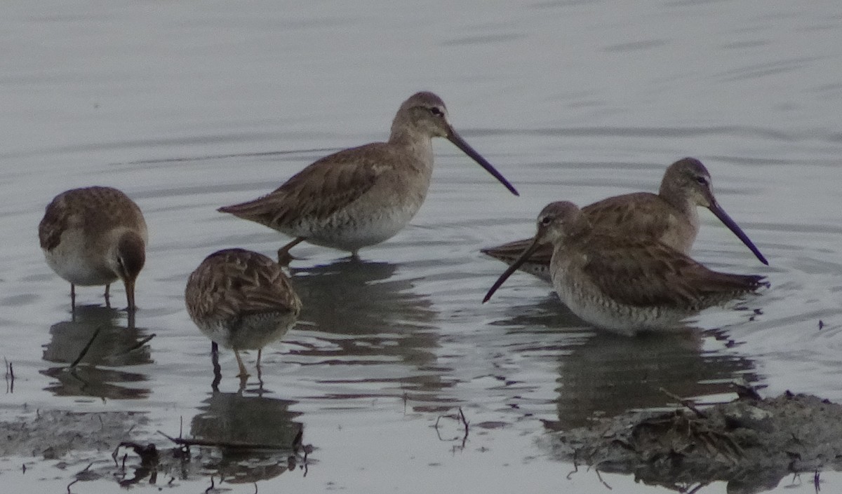 Long-billed Dowitcher - ML212946191