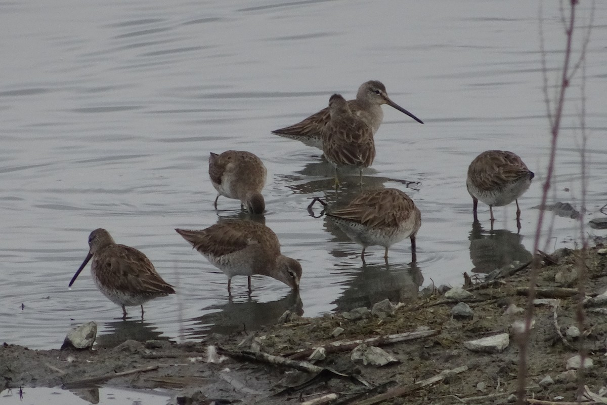 Long-billed Dowitcher - ML212946281