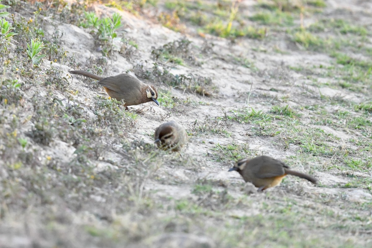White-browed Laughingthrush - Ting-Wei (廷維) HUNG (洪)