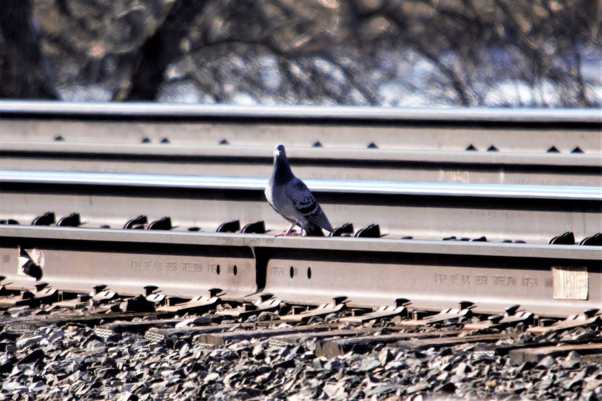 Rock Pigeon (Feral Pigeon) - ML212949851