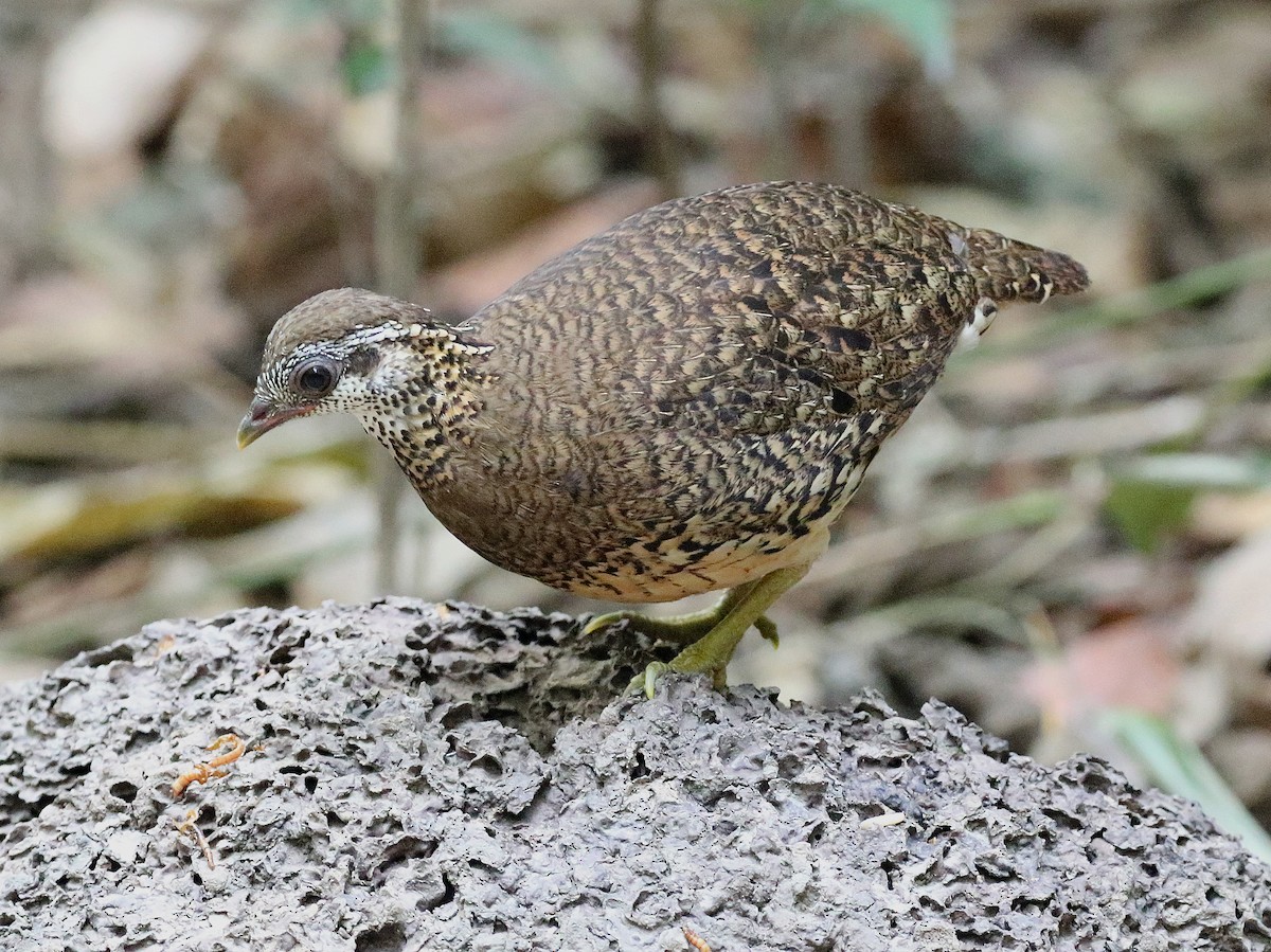Scaly-breasted Partridge - ML212950711