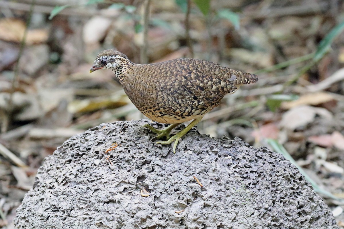 Scaly-breasted Partridge - ML212950731
