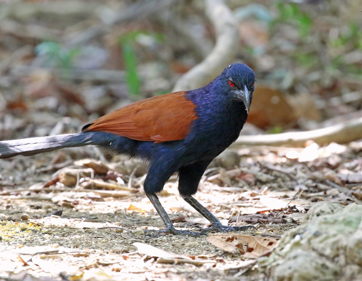 Greater Coucal - ML212950941
