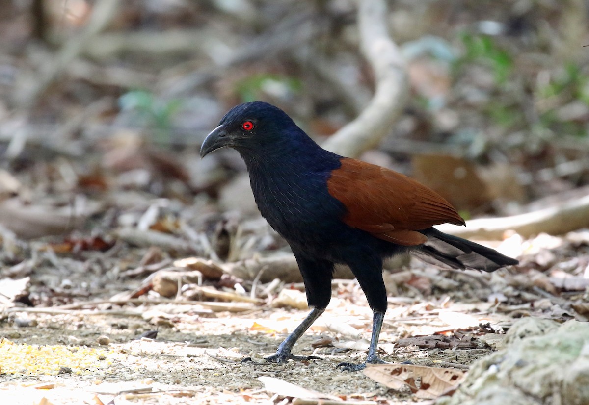 Greater Coucal - ML212950951