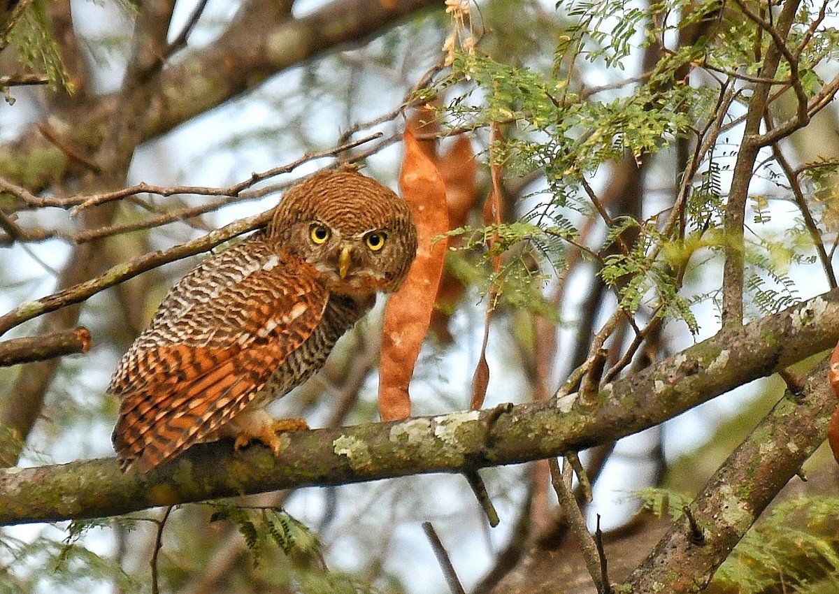 Jungle Owlet - Renuka Vijayaraghavan