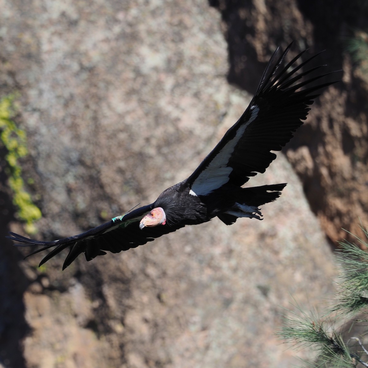 Condor de Californie - ML212952961