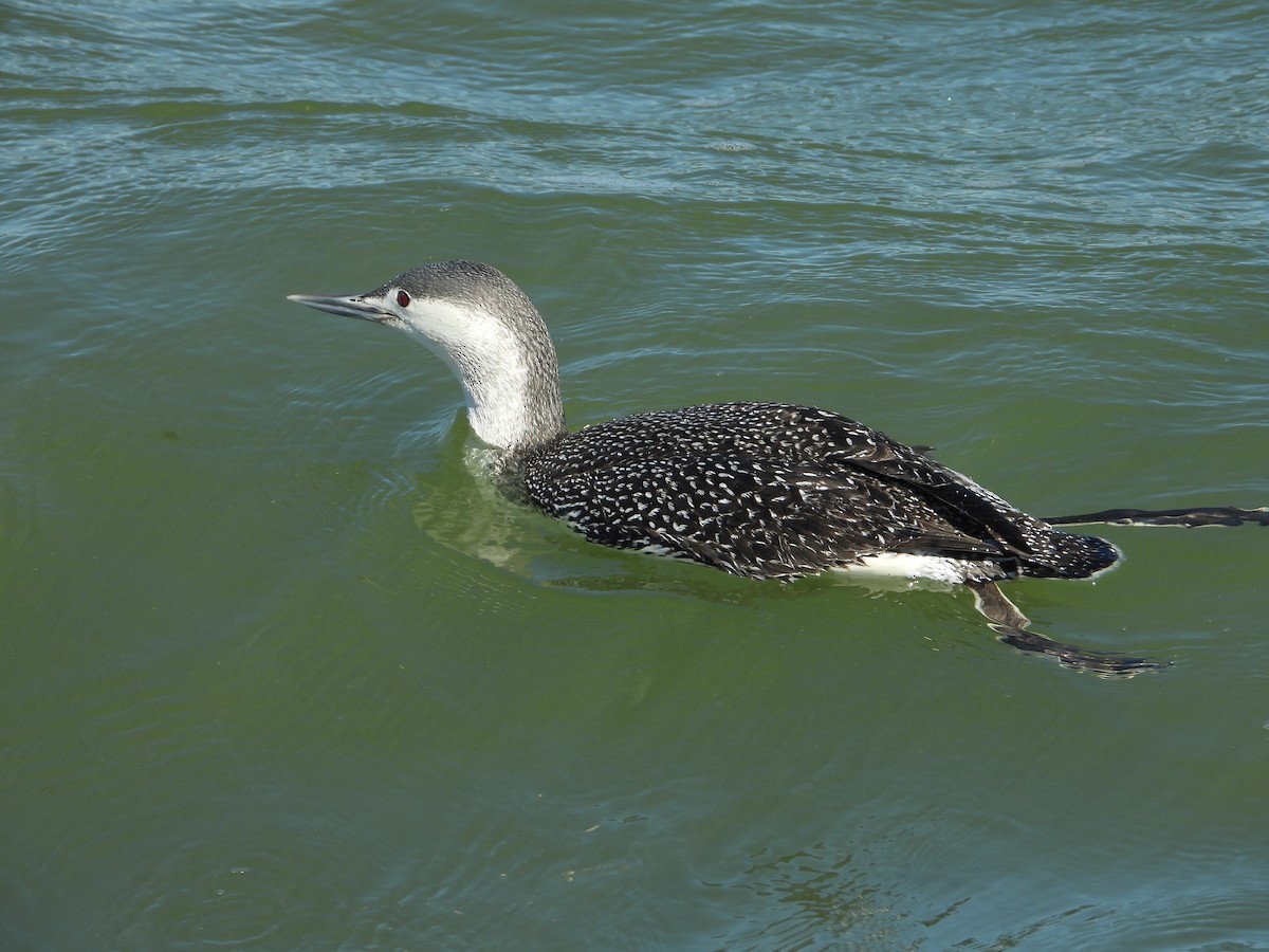 Red-throated Loon - ML212954561