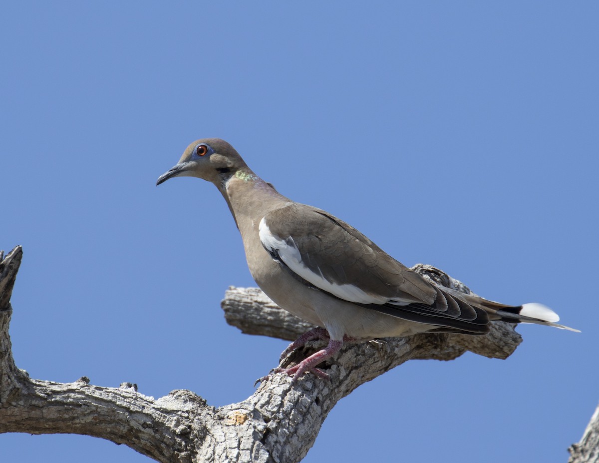 White-winged Dove - Kamella Boullé