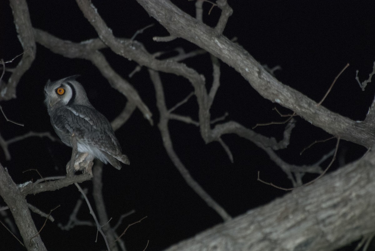 Southern White-faced Owl - Marla Anderson