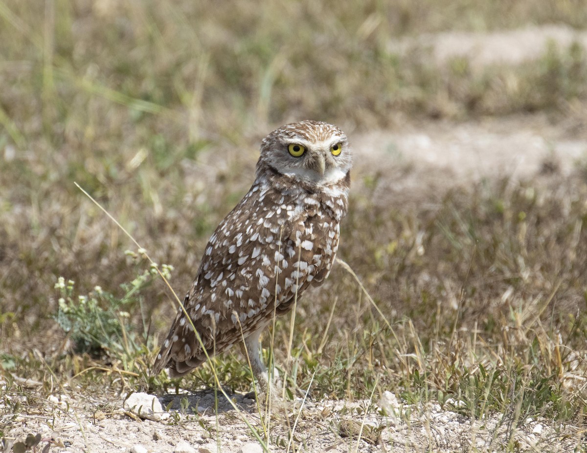 Burrowing Owl - ML212958211